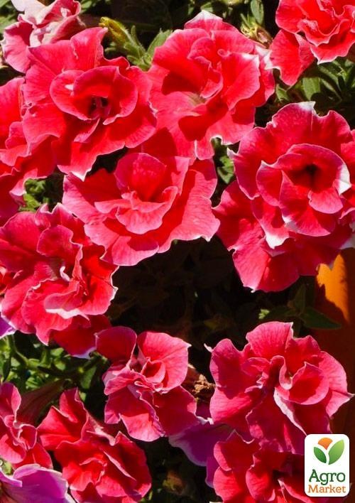 Сурфінія "Watermelon" (контейнер №10. висота 10-15 см)