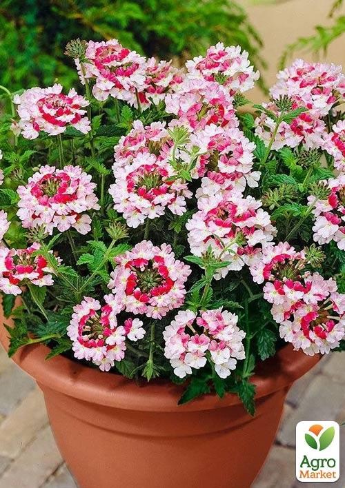 Вербена ампельна "Obsession Twister Red"