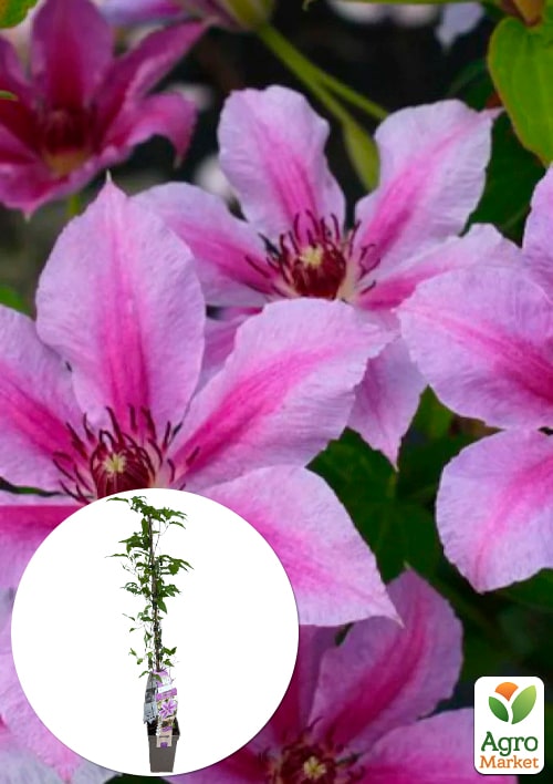 LMTD Клематис 3-х летний "Girenas" (высота 80-90 см)