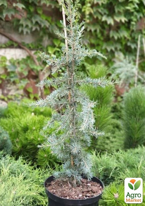 Кедр Гималайский "Karl Fuchs" С3, высота 20-40 см - фото 3