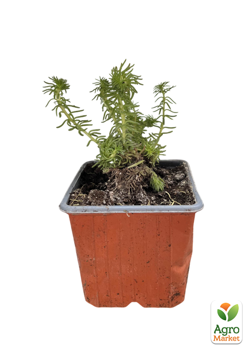 Очиток відігнутий "Cristatum" - фото 2