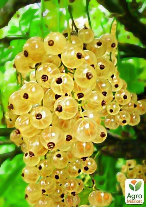 Смородина желтая "Орион" (Orion) (среднего срока созревания)