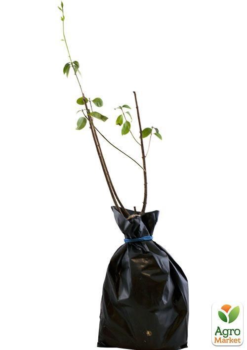 Пакет для рассады, саженцев 11*22см