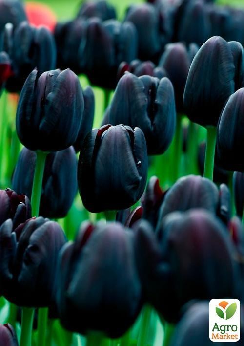 Тюльпан "Cafe Noir" (размер 11/12 , крупный) 3шт в упаковке