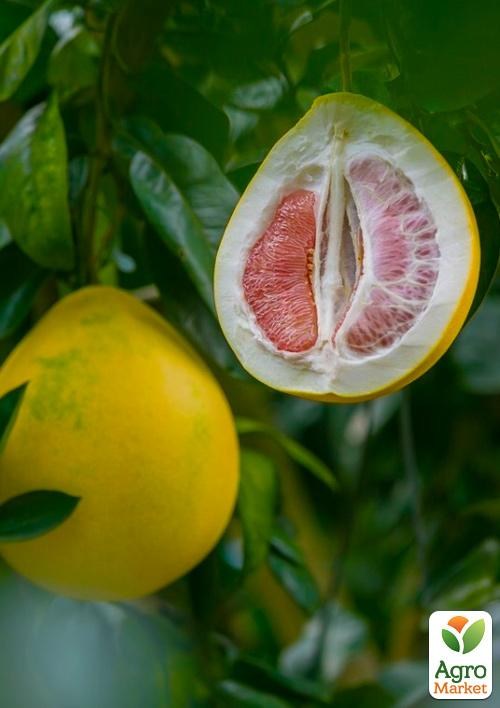 Помело "Thong Dee" (сладкий, премиальный сорт)