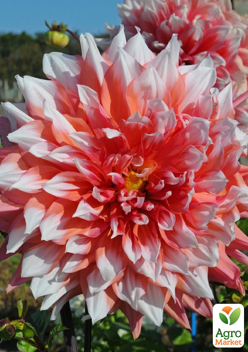 Жоржина "Holland Festival" (гігантська квітка)