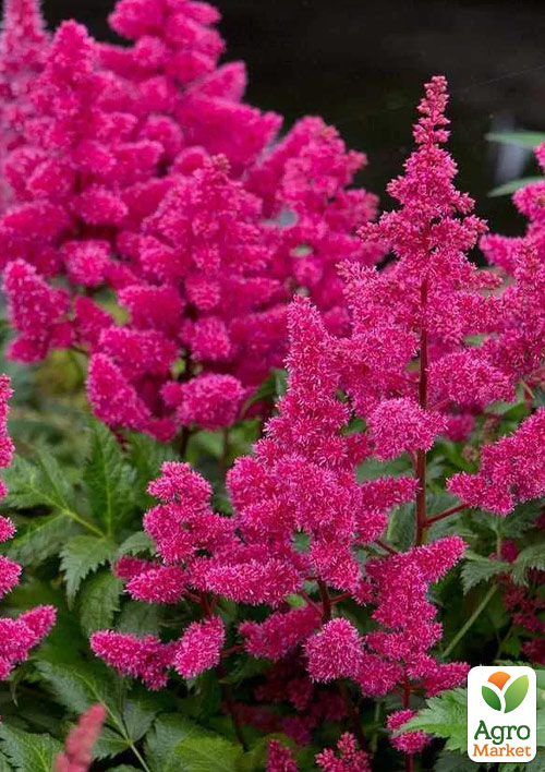 Астильба "Elizabeth Van Veen" 