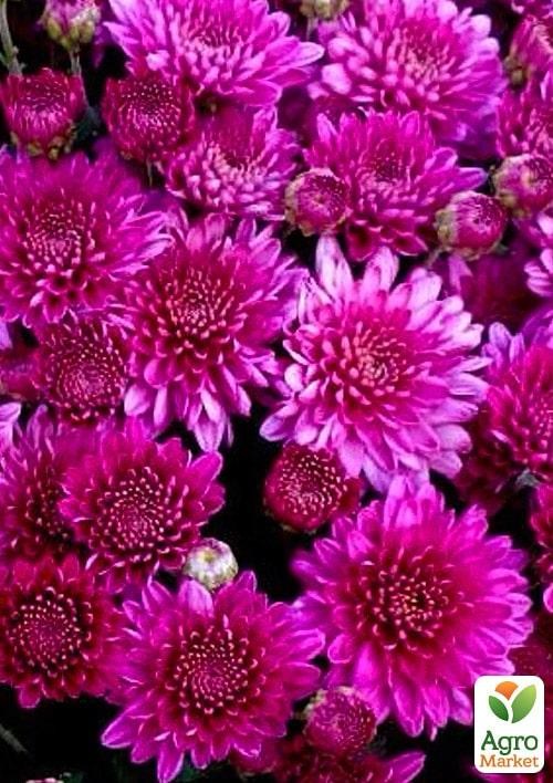 Хризантема  "Davola Violet" (мультифлора)
