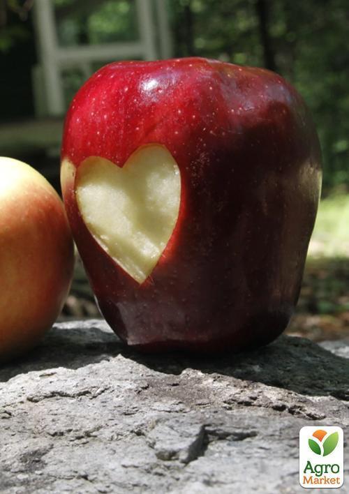 Яблоня "Глостер" (зимний сорт, поздний срок созревания) - фото 4