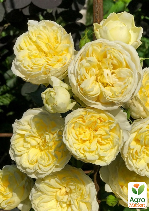 Роза штамбовая "Пилигрим" (The Pilgrim) (саженец класса АА+)  - фото 2