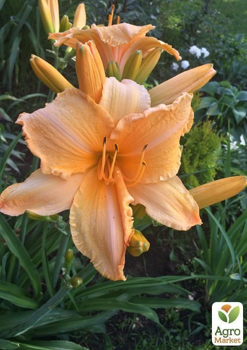 Лилейник "Breath of Rust" 1шт в упаковке - фото 3