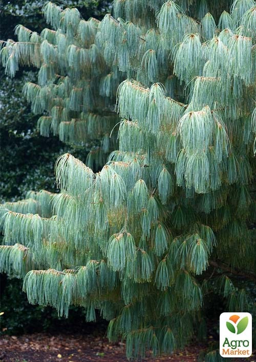 Сосна Кедровая "Арманда" (Pinus Armandii) C1.5, высота 30-40см - фото 3