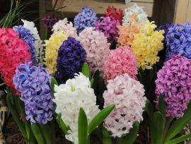Гіацинти - чудове весняне прикраса квітника або тераси
