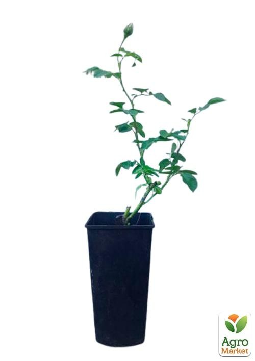 Роза в контейнере английская "Claire Austin" (саженец класса АА+) - фото 2