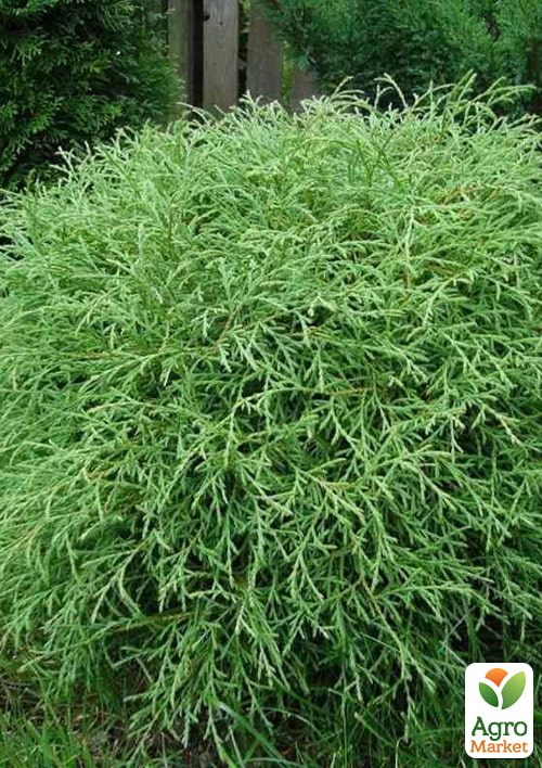 Туя западная "Mr. Bowling Ball" (вазон Р9, высота 10-20см)