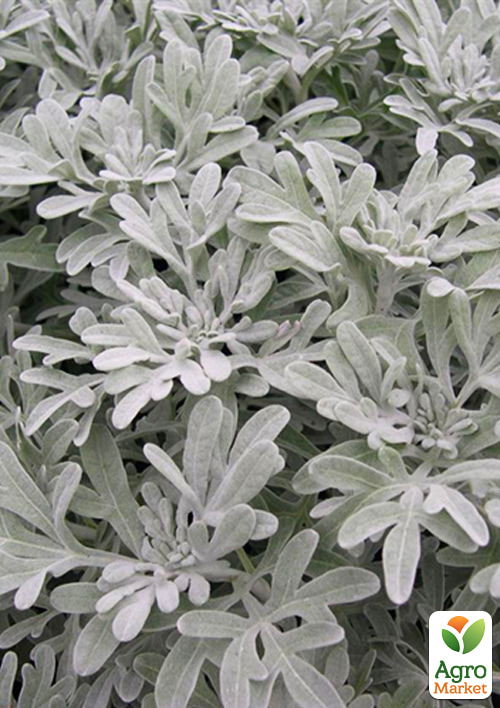 Полынь Стеллера "Silver Brocade" вазон С2