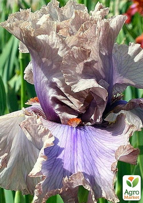 Ирис бородатый крупноцветковый "Stop Flirting"  