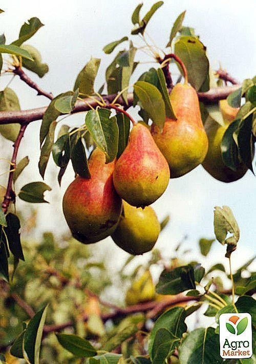 Груша "Лесная Красавица" - фото 3