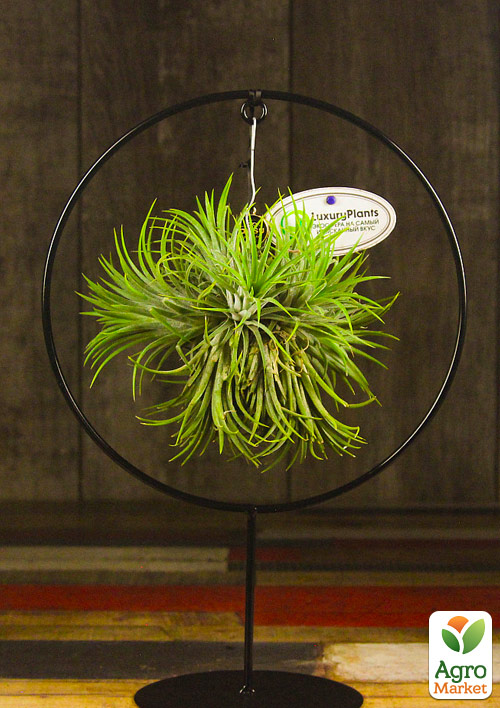 LMTD Тілландсія «Ionantha» на підвісній основі коло чорне 30см