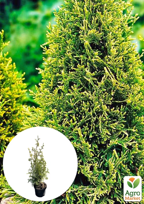 Туя західна "Stolwijk" С3, висота 25-30см