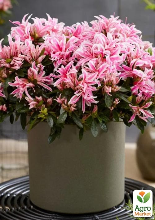 Азалия Японская "Герой паук" (Azalea japonica Hero Spider) - фото 5