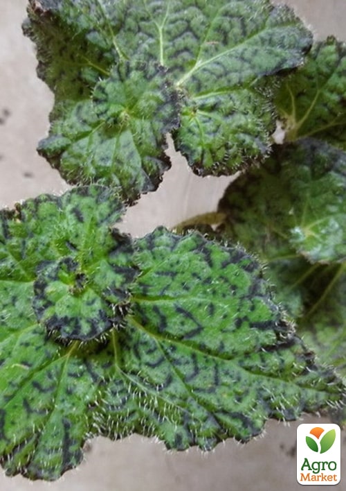 Бегония королевская REX "Lospe-tu" 20-30см - фото 7