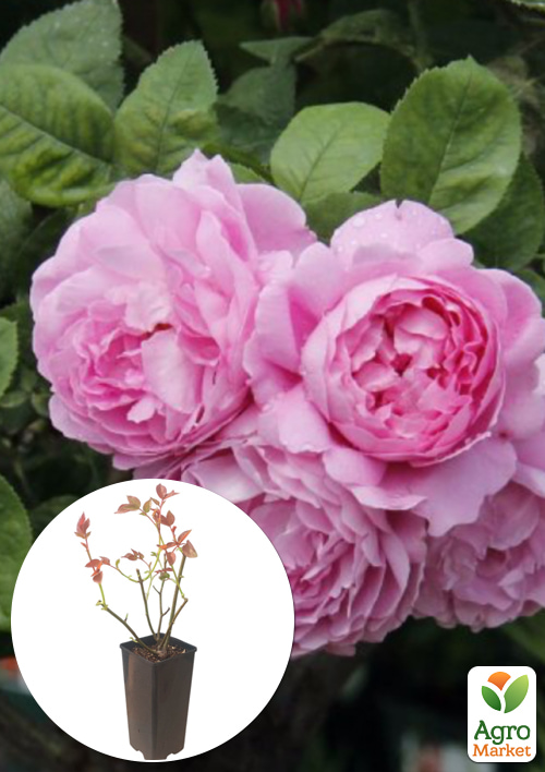 Роза английская "Merlin" в контейнере, высший сорт