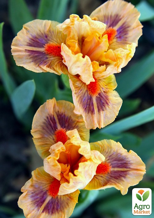Ірис карликовий "Jive"