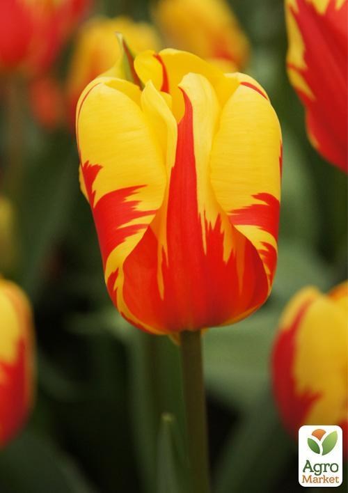 Тюльпан "Holland Queen" (размер 11/12 , крупный) 3шт в упаковке