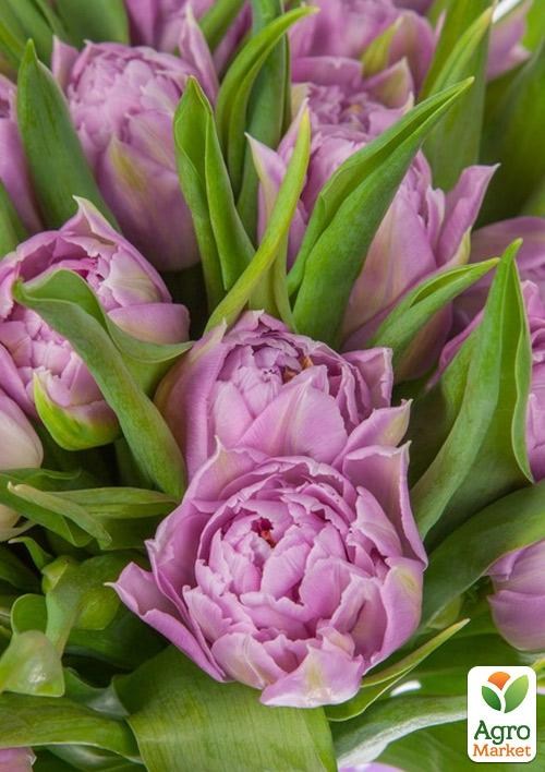 Тюльпан "Double Price"