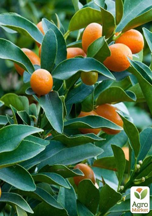 Кинкан (кумкват) (80-100 см) вік 4 роки