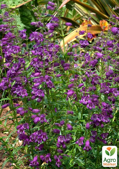 Пенстемон "Harlequin Purple"  - фото 2