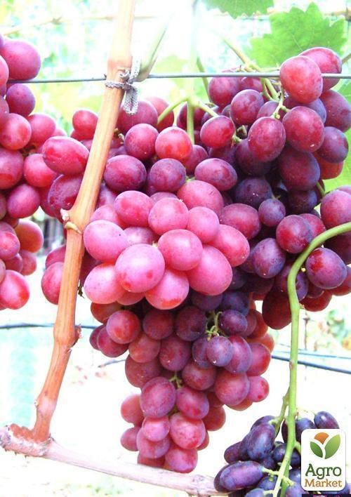 Виноград "Дюжина" - фото 4