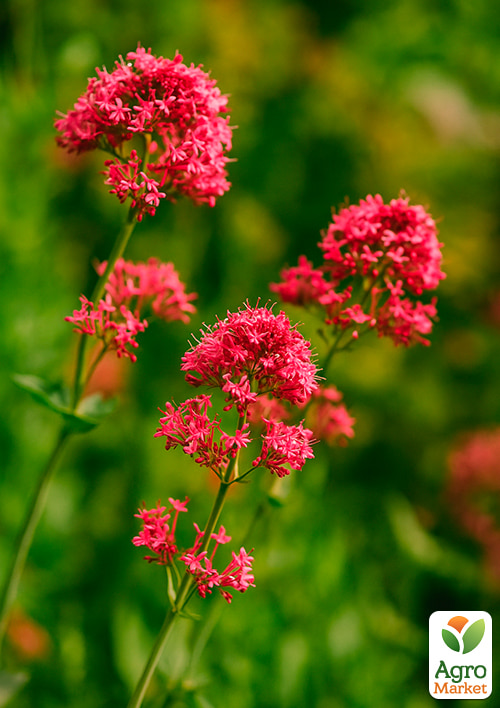 Валериана красная "Ruber" вазон С2 - фото 2