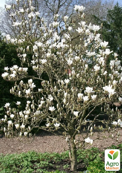 Магнолия 2-х летняя гибридная "Lennei Alba" (высота 30-40см) - фото 3