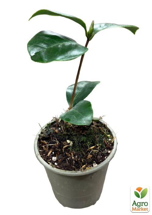 Камелія японська "Тріумфани" - фото 4