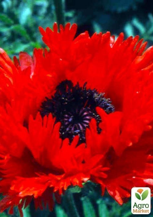 Мак "Turkenlouis"