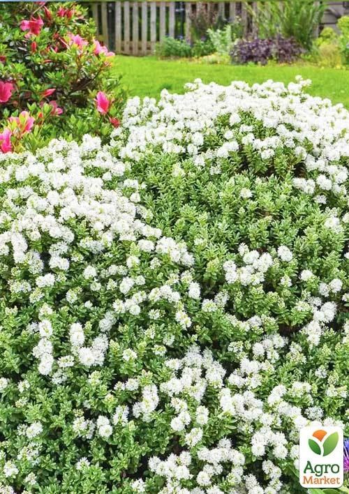 Хебе толстолистная 2-х летняя (Hebe pinguifolia) С2, высота 15-25см