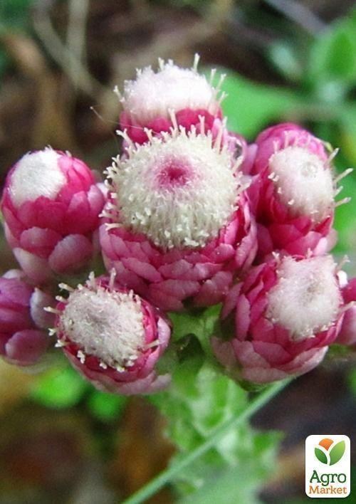 Котяча лапка дводомна `Antennaria dioica` контейнер 1л
