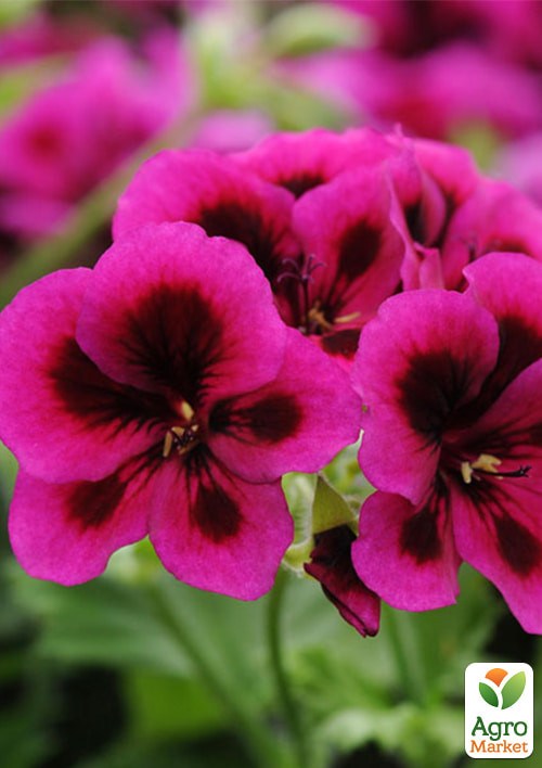 Королівська Пеларгонія Candy Flowers "Violet" (контейнер № 10, висота 10-20 см)