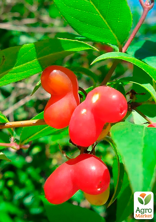 Жимолость финская красноплодная съедобная "Синдишен" вазон Р9