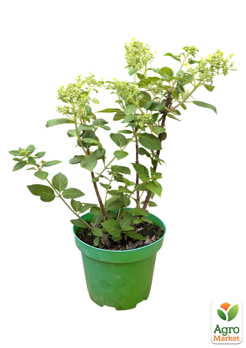 Гортензія 3-х річна волотиста "Polestar" - фото 2