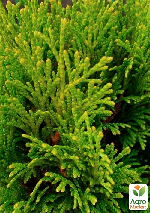 Туя западная "Tip Top" С2, высота 20-25см - фото 5