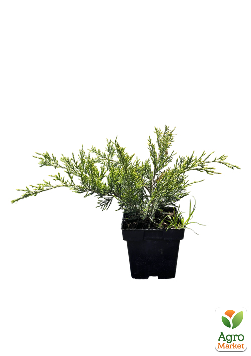 Можжевельник средний "Mint Julep" вазон С2  диаметр 30-40 см - фото 2