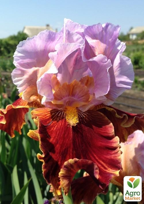 Ірис бородатий крупноквітковий "Golly Gee Whiz"