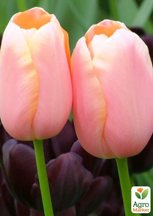 Тюльпан "Menton" 