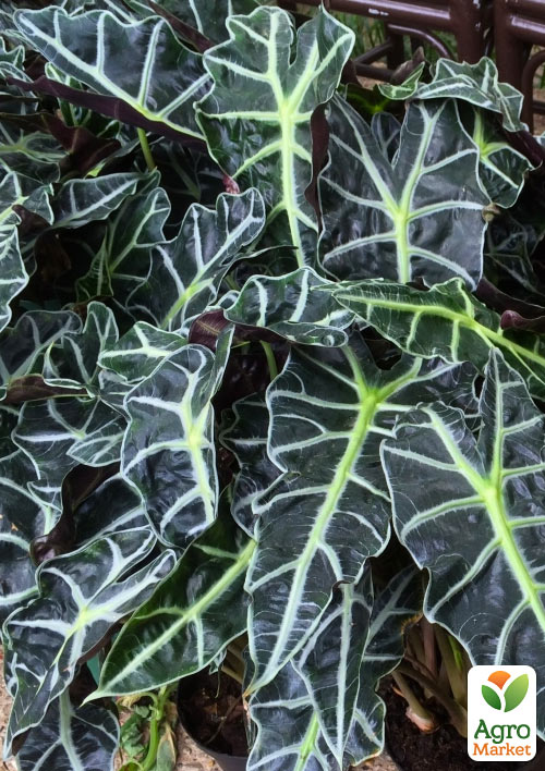 Алоказія "Polly (висота 30-40см)