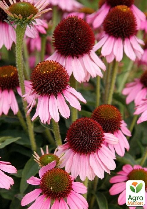Эхинацея "Meditation Pink" - фото 3