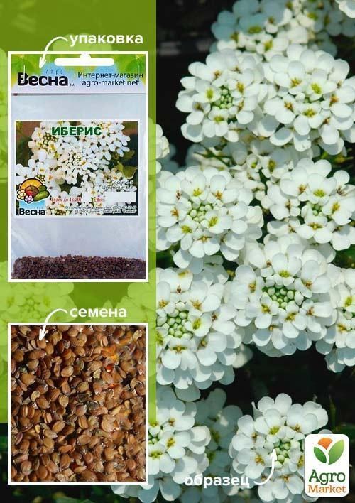 Іберіс (Зипер) ТМ "Весна" 1г