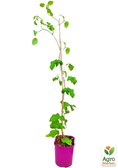 Клематис 3-х річний "Pink Beauty" С2 - фото 3